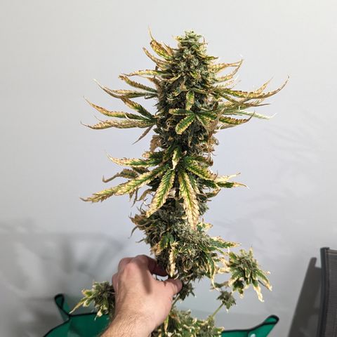 Miami Beatdown x Purple Punch  growlog timeline photo
