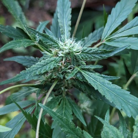 Black Pearl growlog photo: Blurricane clone in 6month compost airpot
