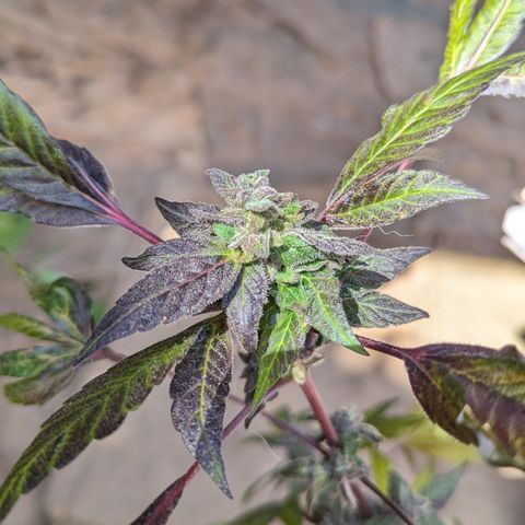 Black Pearl growlog timeline photo