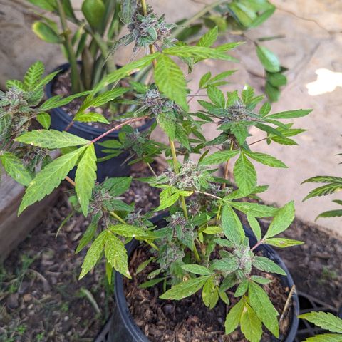 Black Pearl growlog timeline photo