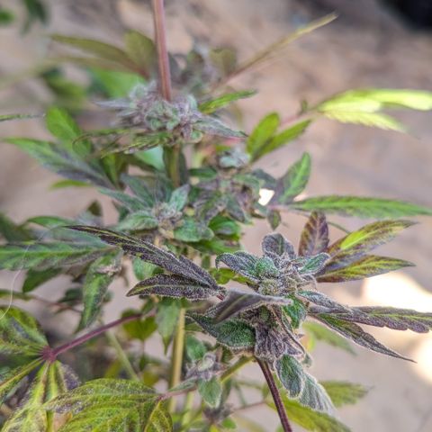 Black Pearl growlog timeline photo