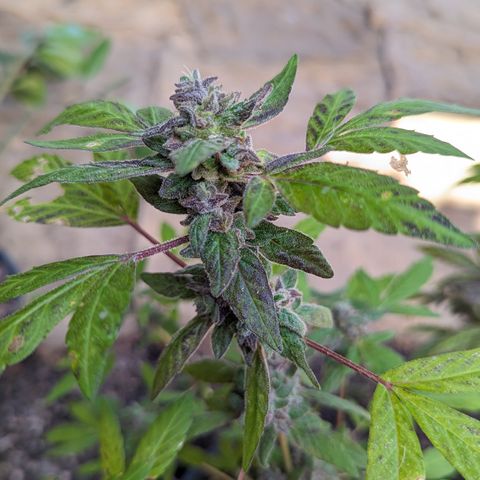 Black Pearl growlog timeline photo