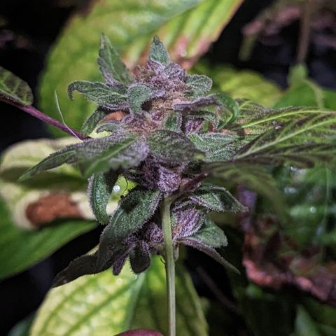 Black Pearl growlog photo: Late harvest for colour showcase