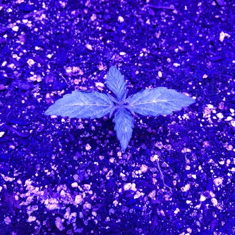 Red Congolese (auto) growlog timeline photo