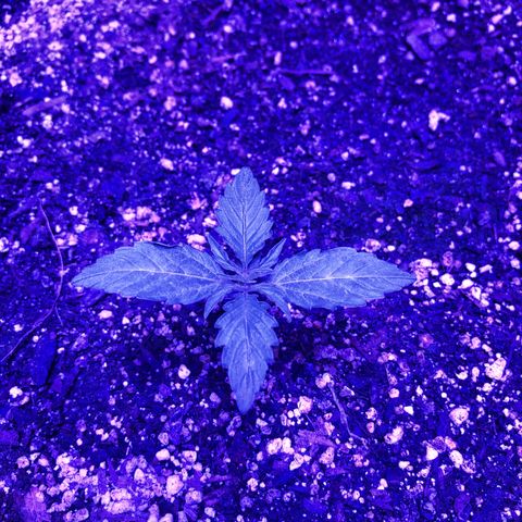 Red Congolese (auto) growlog timeline photo