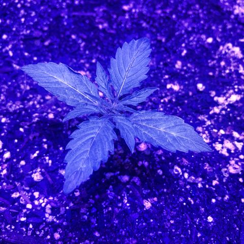 Red Congolese (auto) growlog timeline photo