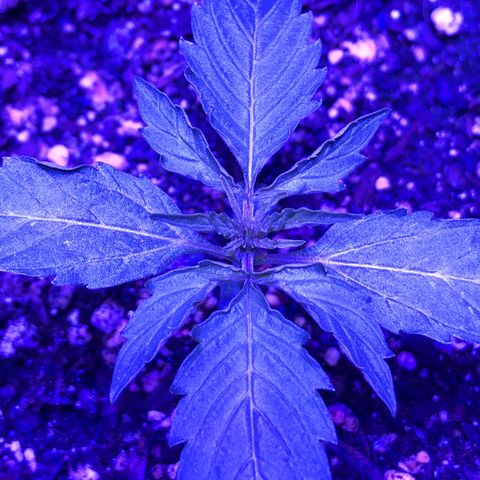 Red Congolese (auto) growlog timeline photo