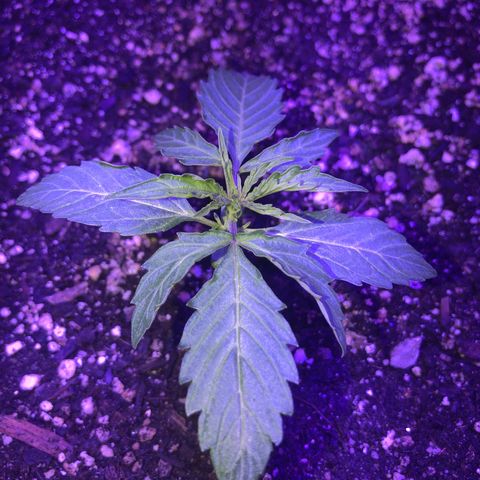 Red Congolese (auto) growlog timeline photo