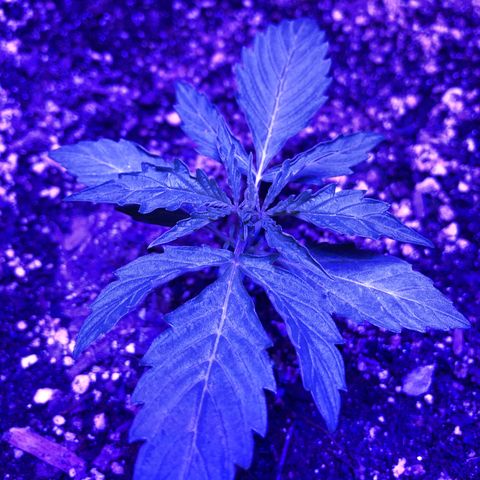 Red Congolese (auto) growlog timeline photo