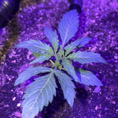 Red Congolese (auto) growlog timeline photo