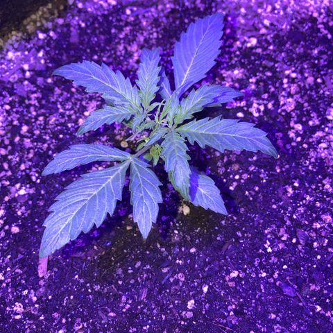 Red Congolese (auto) growlog timeline photo