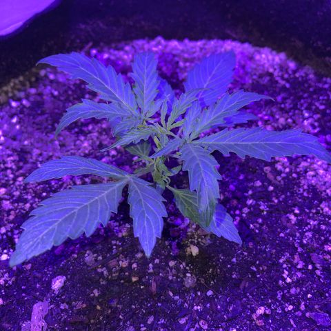 Red Congolese (auto) growlog timeline photo