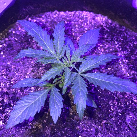 Red Congolese (auto) growlog timeline photo