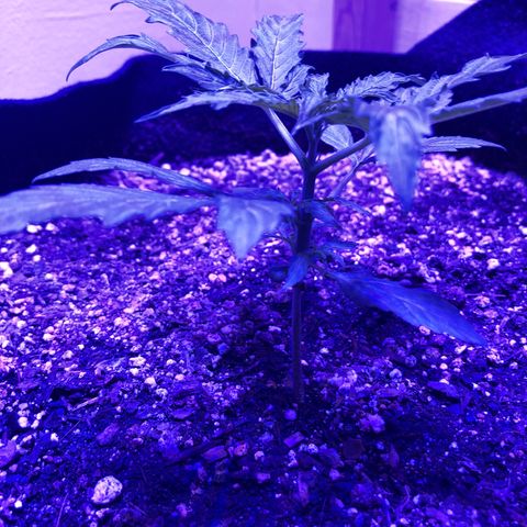 Red Congolese (auto) growlog timeline photo