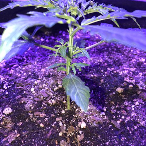 Red Congolese (auto) growlog timeline photo