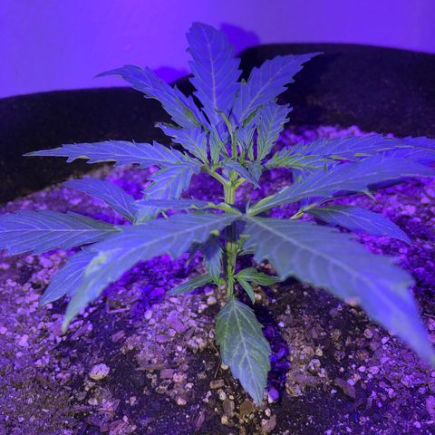 Red Congolese (auto) growlog timeline photo