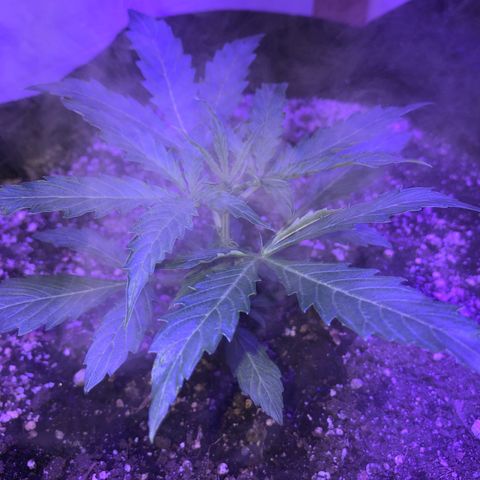 Red Congolese (auto) growlog timeline photo
