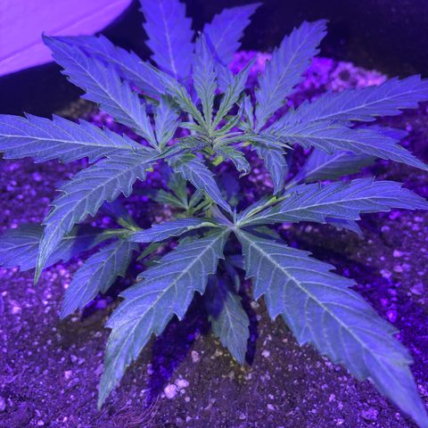 Red Congolese (auto) growlog timeline photo