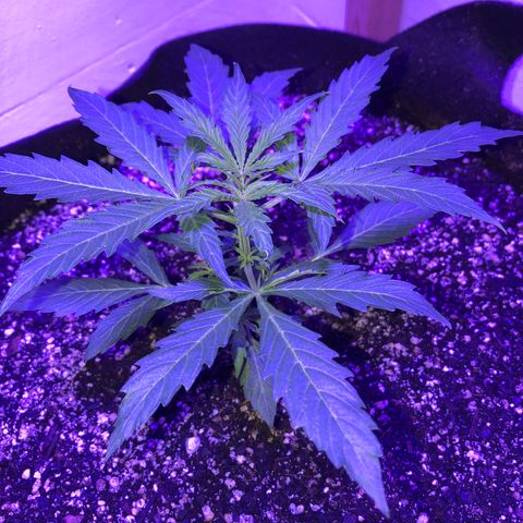 Red Congolese (auto) growlog timeline photo