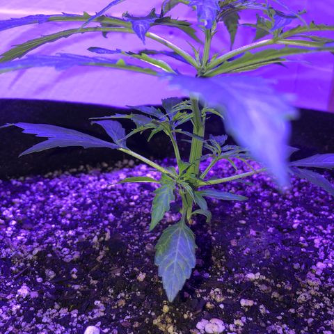 Red Congolese (auto) growlog timeline photo