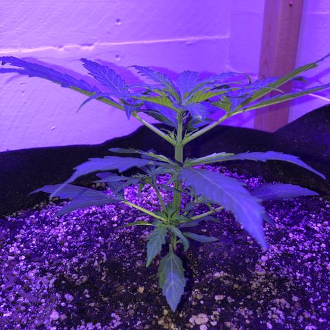 Red Congolese (auto) growlog timeline photo