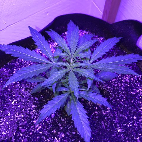 Red Congolese (auto) growlog timeline photo