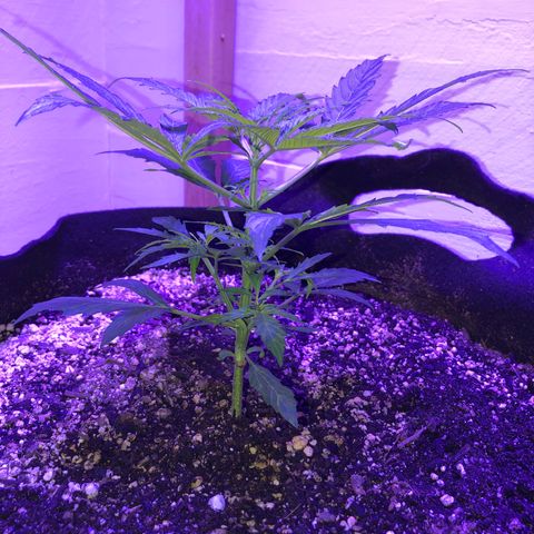 Red Congolese (auto) growlog timeline photo