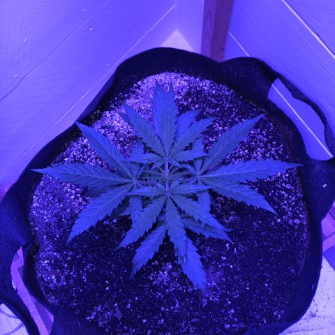 Red Congolese (auto) growlog timeline photo