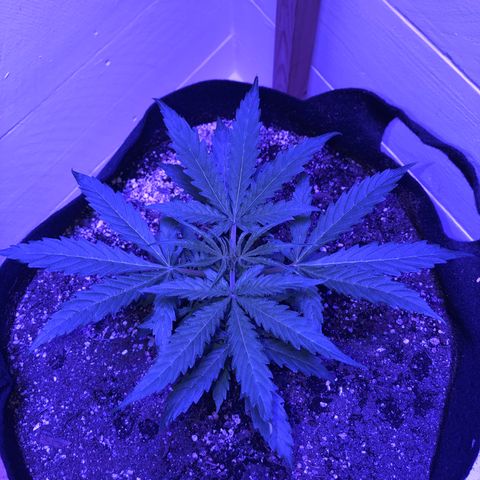 Red Congolese (auto) growlog timeline photo