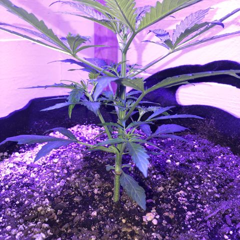 Red Congolese (auto) growlog timeline photo