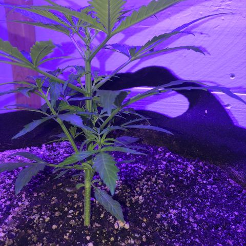 Red Congolese (auto) growlog timeline photo