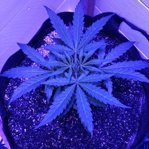 Red Congolese (auto) growlog timeline photo