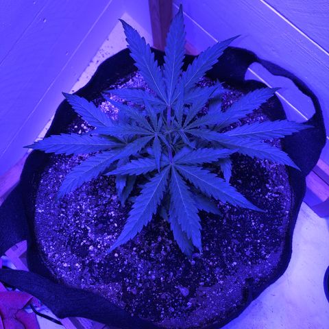 Red Congolese (auto) growlog timeline photo