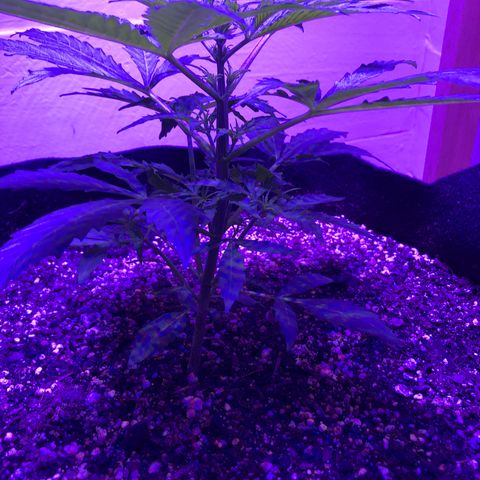 Red Congolese (auto) growlog timeline photo