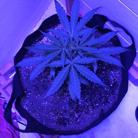 Red Congolese (auto) growlog timeline photo