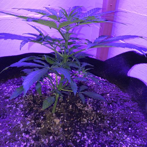 Red Congolese (auto) growlog timeline photo
