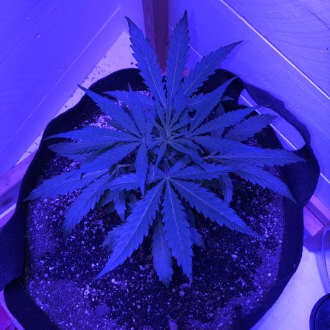 Red Congolese (auto) growlog timeline photo