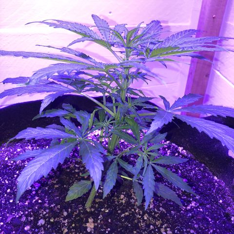 Red Congolese (auto) growlog timeline photo