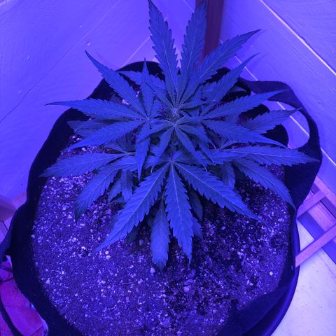 Red Congolese (auto) growlog timeline photo