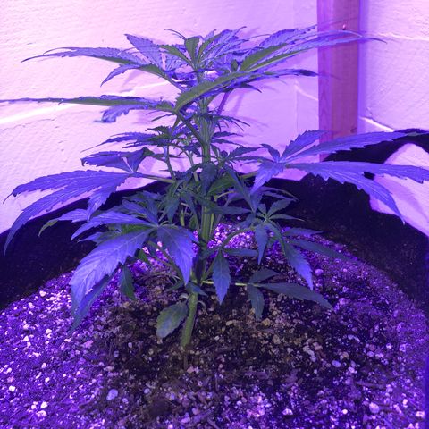 Red Congolese (auto) growlog timeline photo