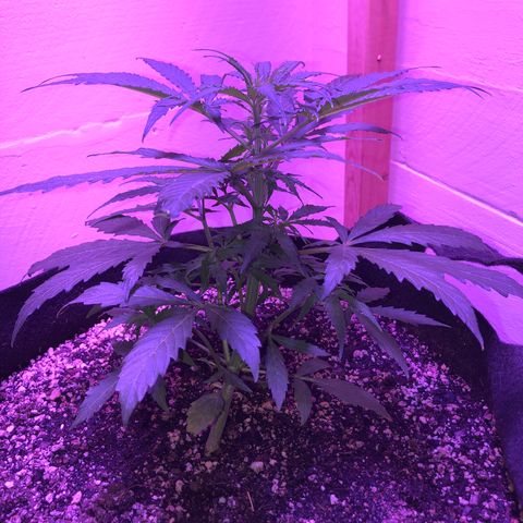 Red Congolese (auto) growlog timeline photo