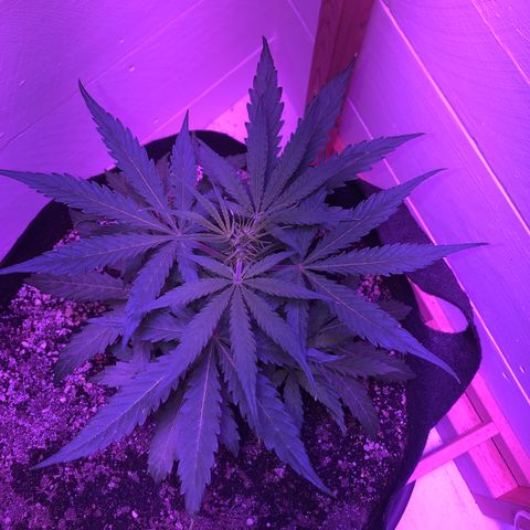 Red Congolese (auto) growlog timeline photo