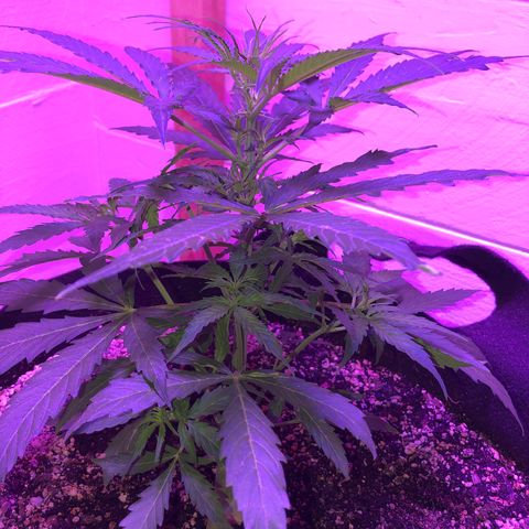 Red Congolese (auto) growlog timeline photo