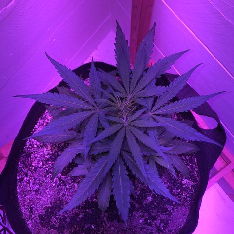 Red Congolese (auto) growlog timeline photo