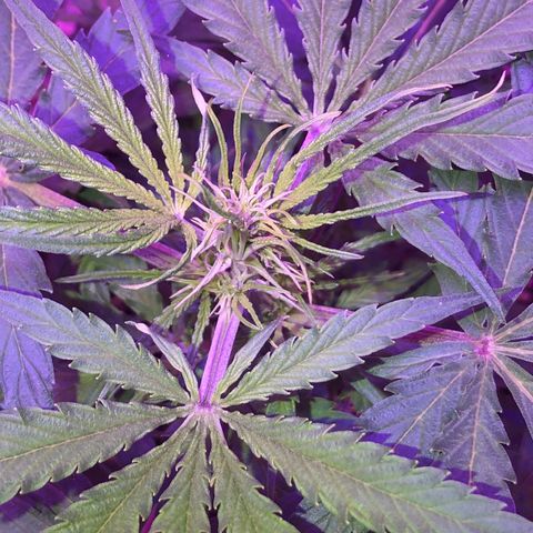 Red Congolese (auto) growlog timeline photo
