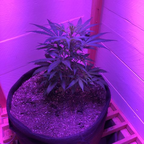 Red Congolese (auto) growlog timeline photo