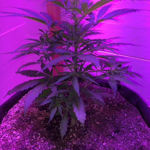 Red Congolese (auto) growlog timeline photo