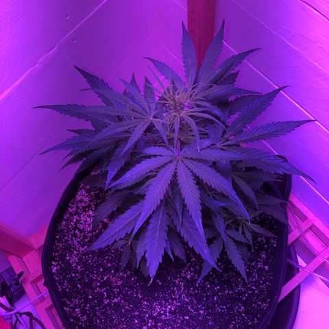 Red Congolese (auto) growlog timeline photo