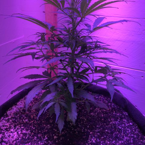 Red Congolese (auto) growlog timeline photo