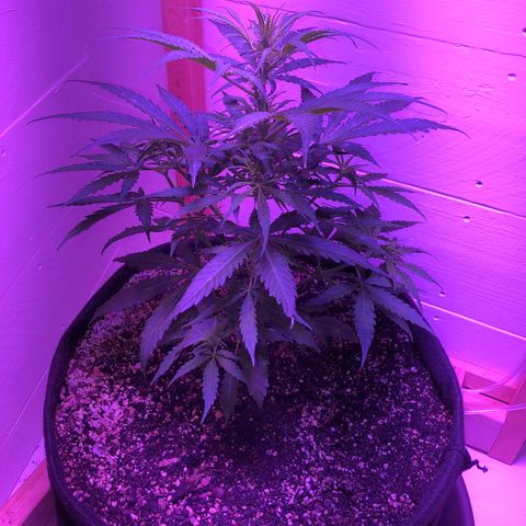 Red Congolese (auto) growlog timeline photo